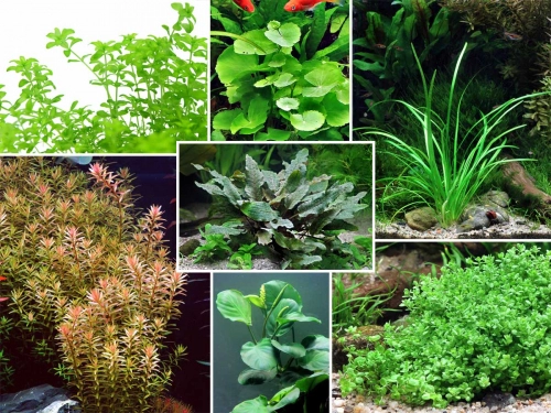 Aquarienpflanzen Wundertüte